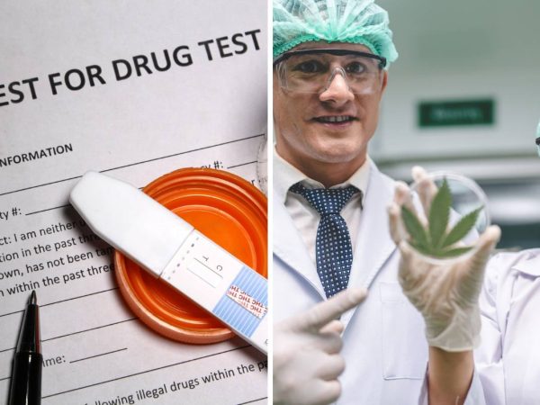 Human Resource Guide – Know More About Drug Tests and CBD Oil